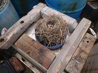 鳥の巣！_ｸﾜｶﾞﾀ発見！_200616_0005.jpg
