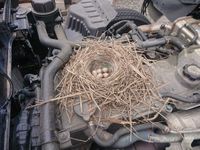 鳥の巣！_ｸﾜｶﾞﾀ発見！_200616_0007.jpg