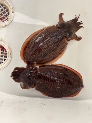 image0 - 2026-01-27T143449.166.jpeg