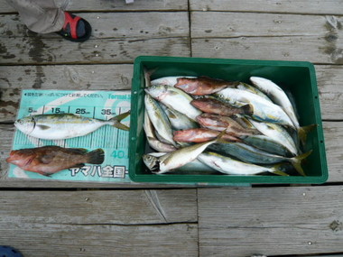 20140825-080641.JPGのサムネイル画像