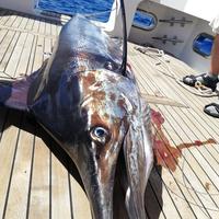 日本最大 カジキ釣りトーナメント 第40回jibt潜入レポート ヤマハボート横浜店